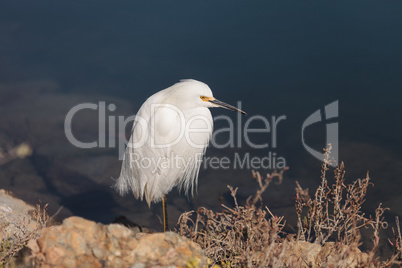 Snowy Egret, Egretta thula