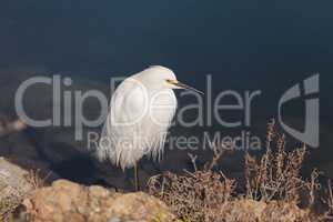 Snowy Egret, Egretta thula