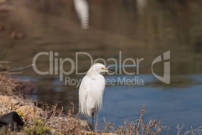 Snowy Egret, Egretta thula