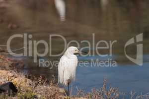 Snowy Egret, Egretta thula