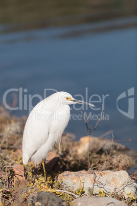 Snowy Egret, Egretta thula