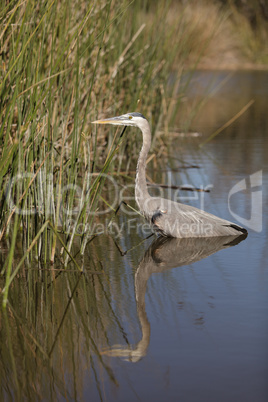 Great blue heron bird, Ardea herodias