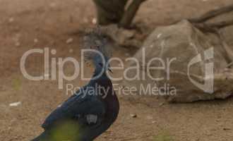 Victoria crowned pigeon, Goura victoria