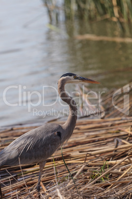 Great blue heron bird, Ardea herodias