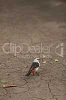 White-headed Buffalo weaver, Dinemellia dinemelli, bird