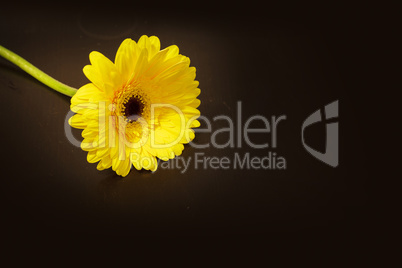 Bright yellow happy gerbera daisy flower Gerbera jamesonii