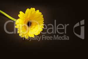 Bright yellow happy gerbera daisy flower Gerbera jamesonii
