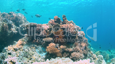 Apo Reef, Coral reef in Philippines