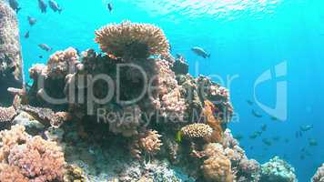 Apo Reef, Coral reef in Philippines