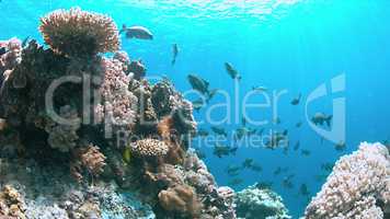 Apo Reef, Coral reef in Philippines