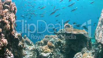 Apo Reef, Coral reef in Philippines