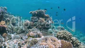 Apo Reef, Coral reef in Philippines