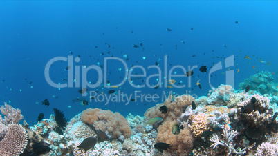 Apo Reef, Coral reef in Philippines