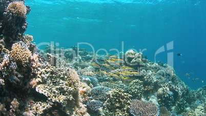 Coral reef with Yellowfin Goatfishes