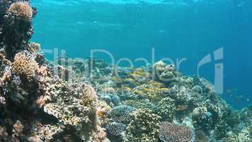 Coral reef with Yellowfin Goatfishes