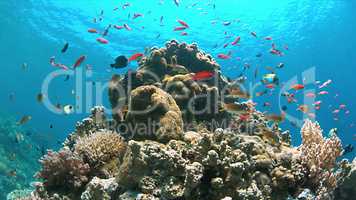 Coral reef with Anthias and Damselfishes
