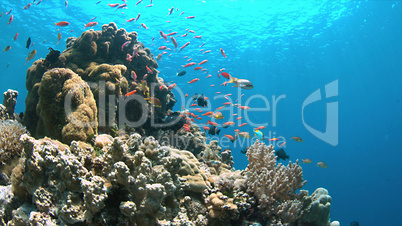 Coral reef with Anthias