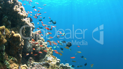 Coral reef with Anthias and Damselfishes