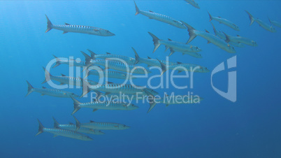 Blackfin Barracudas on a Coral reef