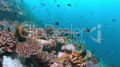Coral reef with healthy hard corals and plenty fish