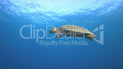 Hawksbill turtle swims to the surface