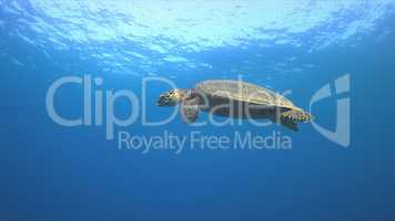 Hawksbill turtle swims to the surface