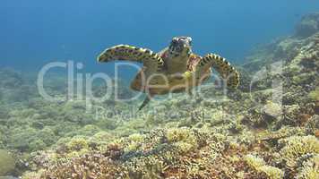 Hawksbill turtle swims over a Coral reef