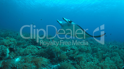 Manta ray on a coral reef