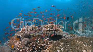 Coral reef with healthy hard corals and plenty fish