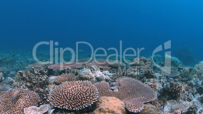 Coral reef in Philippines