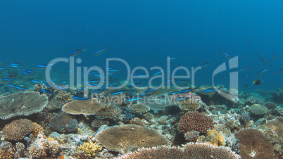 Coral reef with healthy hard corals