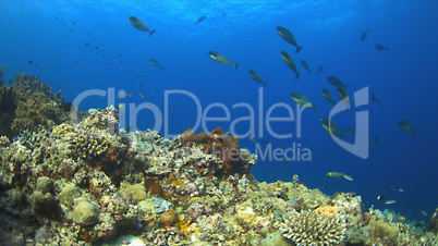 Coral reef with plenty fish