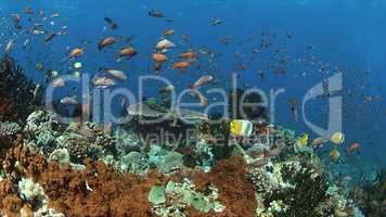 Coral reef with plenty fish
