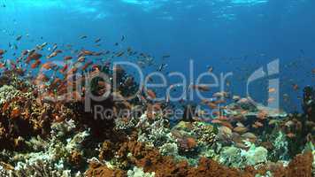 Coral reef with plenty fish