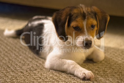 Beagle Puppy