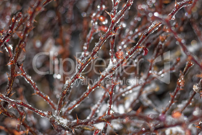 Branches encased in ice