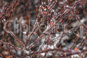 Branches encased in ice