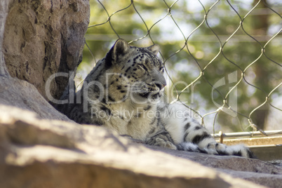 Tired Snow Leopard