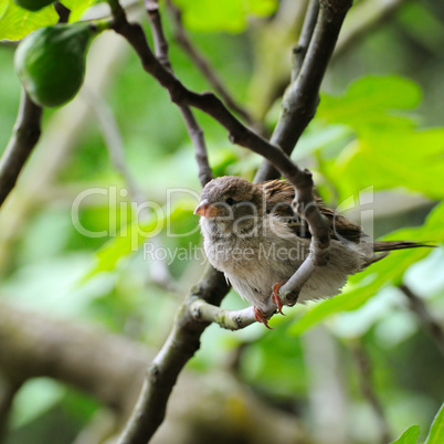 Grey sparrow on a tree branch. Focus on the bird. Shallow depth