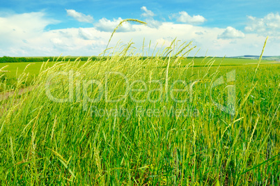 green field and blue sky with light clouds