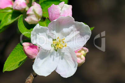 Flowers and buds of apple trees on a dark background.