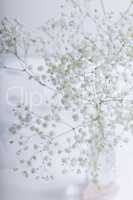 A white flowers of Gypsophila on a white background