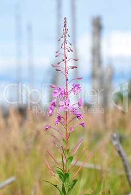 Schmalblättriges Weidenröschen (Epilobium angustifolium)