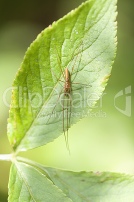 Gemeine Streckerspinne - Tetragnatha extensa