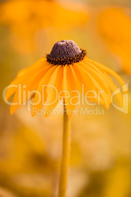 Rauer Sonnenhut - Rudbeckia hirta