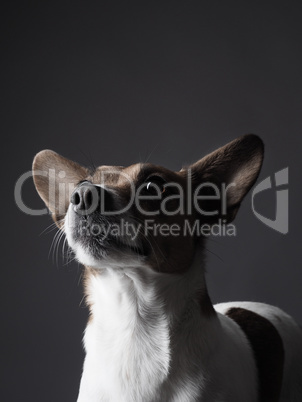 Jack Russell Terrier Portrait