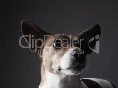 Jack Russell Terrier Portrait