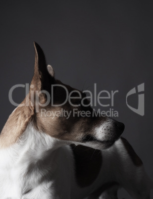 Jack Russell Terrier Portrait