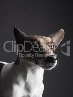 Jack Russell Terrier Portrait