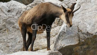 chamois (rupicapra) goat-antelope in austrian alps
